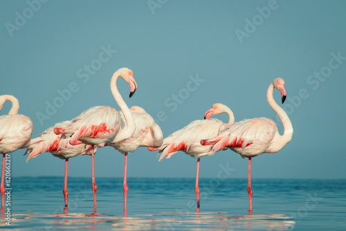 Wild african birds. Group birds of Greater  african flamingos  walking around the blue lagoon on a sunny day © Yuliia Lakeienko