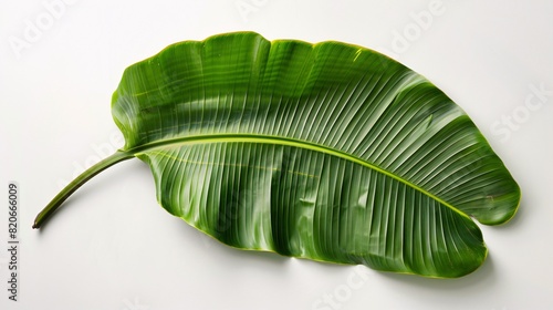 A vibrant green leaf with a lengthy stem  standing alone on a white backdrop.