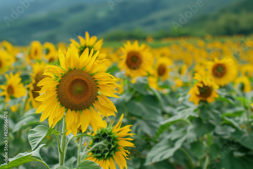 Stunning sunflower field with towering yellow blooms under blue skies