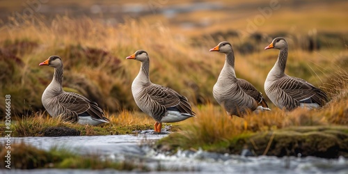 The Greylag goose is prevalent in Iceland's flat areas, nesting in watery habitats. photo