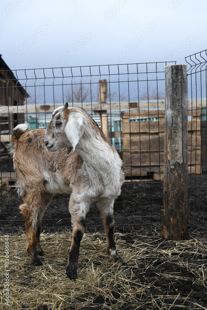 Fototapeta premium Portrait of a white goat outside on a farm
