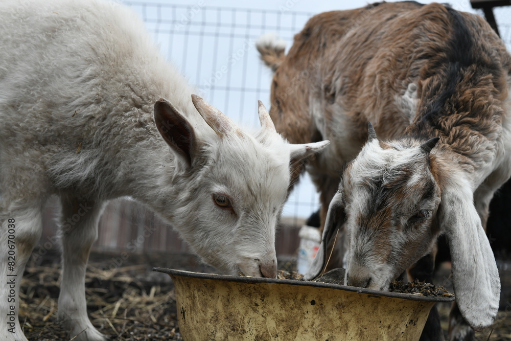Portrait of a white goat outside on a farm Portrait of a white goat outside on a farm