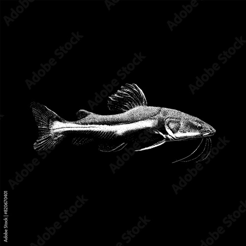 Redtail Catfish hand drawing vector isolated on black background.