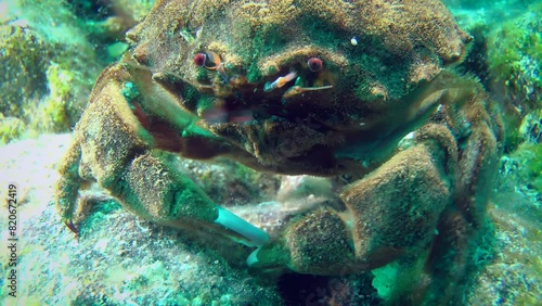 A large Sponge Crab (Dromia personata) walks towards the camera and leaves the frame, close-up. photo