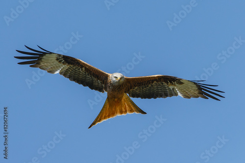 The red kite in flight against a clear blue sky