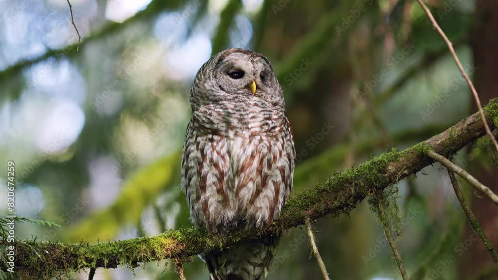 Barred owl looking to the right in a patch of sunlight while perched on a branch as in the Pacific Northwest Rainforest Barred owl looking to the right in a patch of sunlight while perched on a branch as in the Pacific Northwest Rainforest