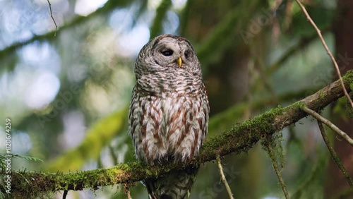 Barred owl looking to the right in a patch of sunlight while perched on a branch as  in the Pacific Northwest Rainforest