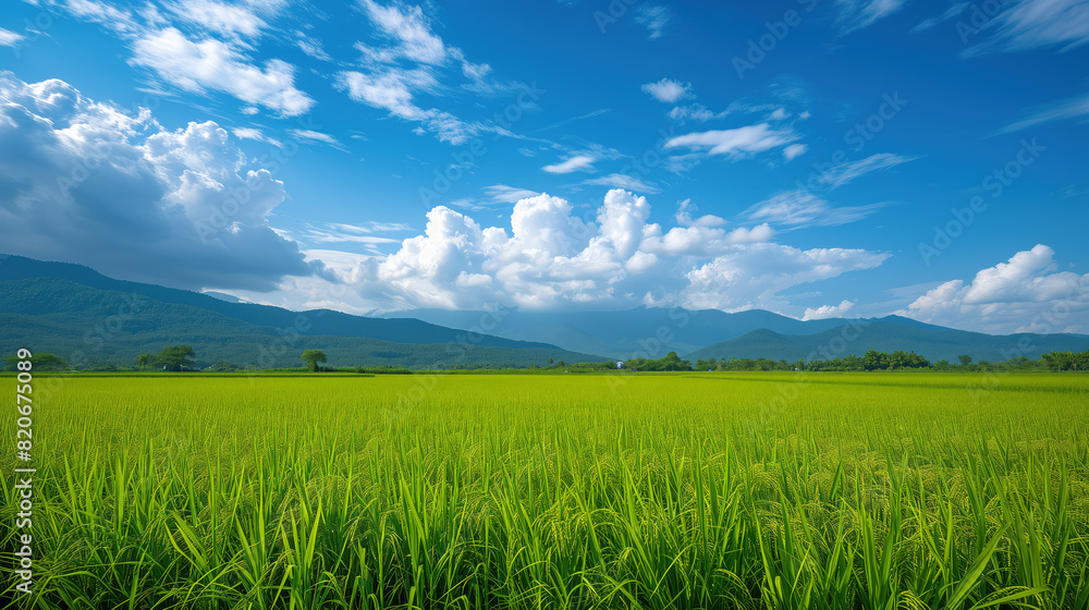 Fototapeta premium A field of green grass with a blue sky in the background