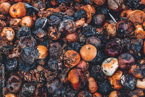 Canvas Print Pile of rotten overripe bad apples on orchard ground