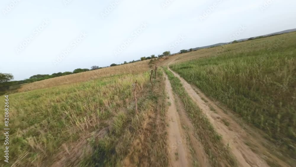 FPV drone shot moving fast through wheat farm fields in rural india FPV drone shot moving fast through wheat farm fields in rural india