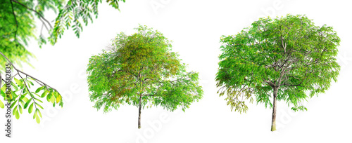 Cassia Leptophylla - Gold Medallion tree isolated on transparent background and selective focus close-up. 3D render. photo