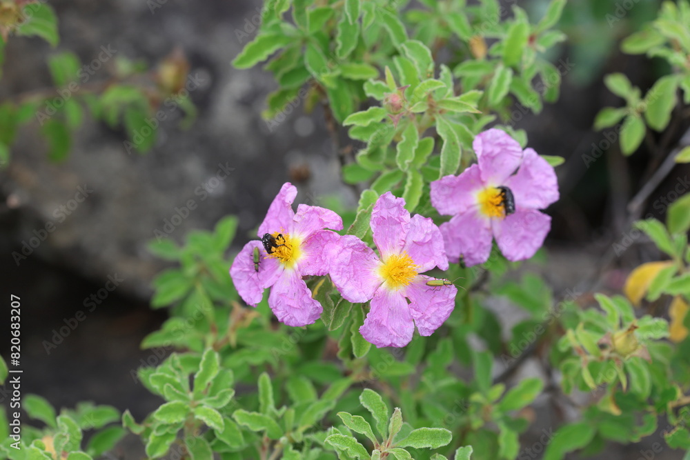 Cistus creticus is a species of shrubby plant in the family Cistaceae. Cistus creticus is a species of shrubby plant in the family Cistaceae.
