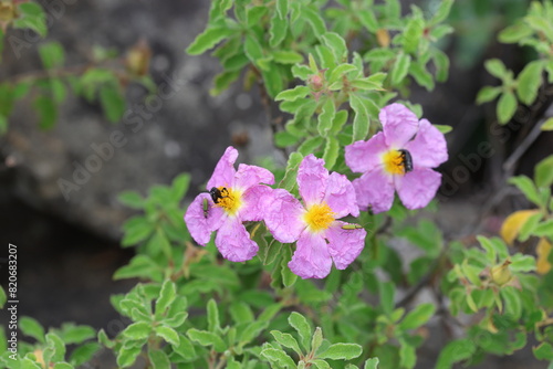 Cistus creticus is a species of shrubby plant in the family Cistaceae.  photo
