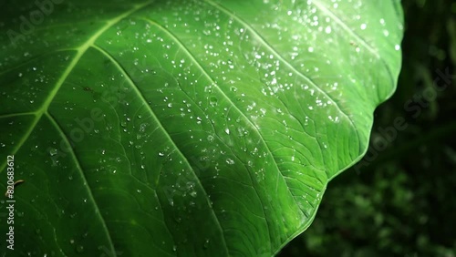 The green leaves of elephant ear plant or taro leaves with water drop in the tropical forest photo