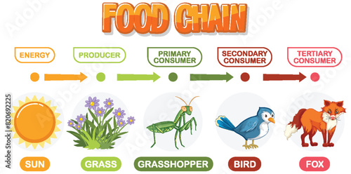 Depicts energy flow through a food chain