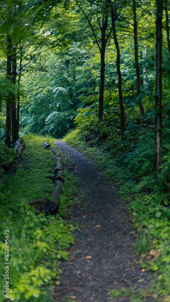 Obraz premium path in the forest