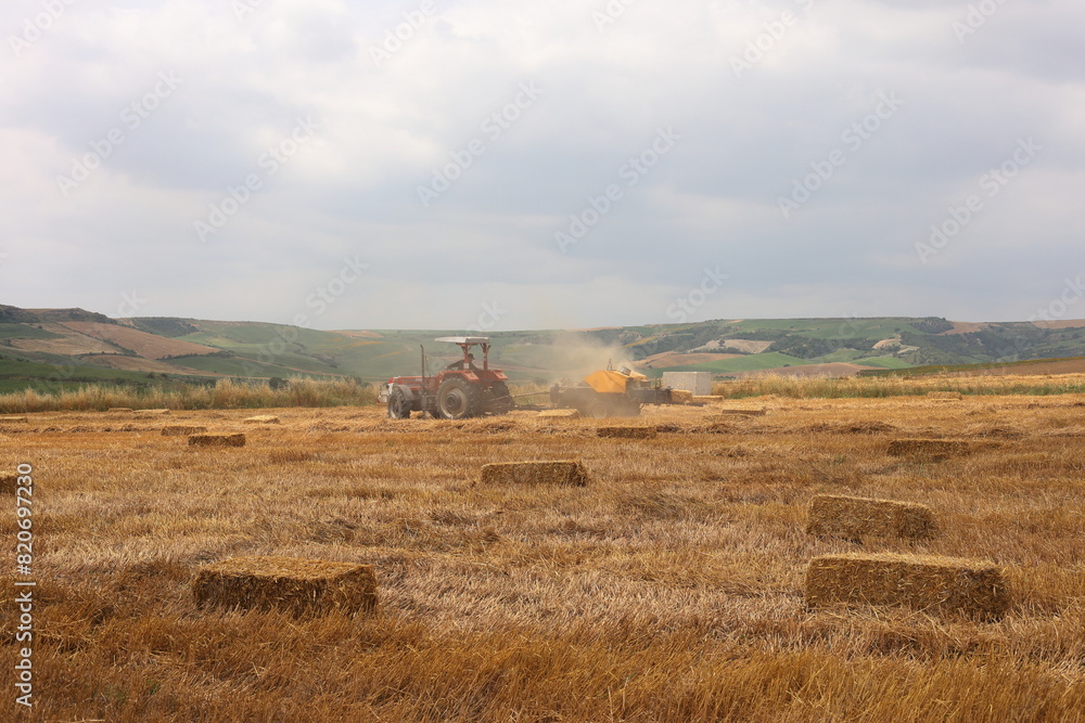 Fototapeta premium straw bales on a field