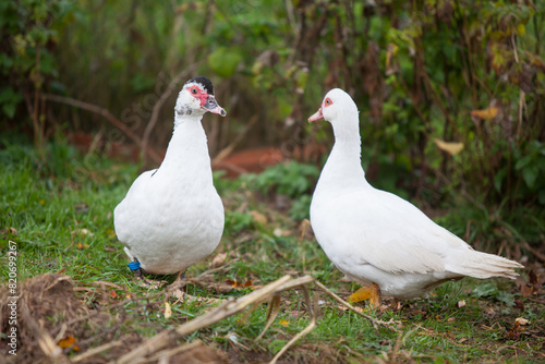 Two Muscovy ducks at cloudy day in autumn