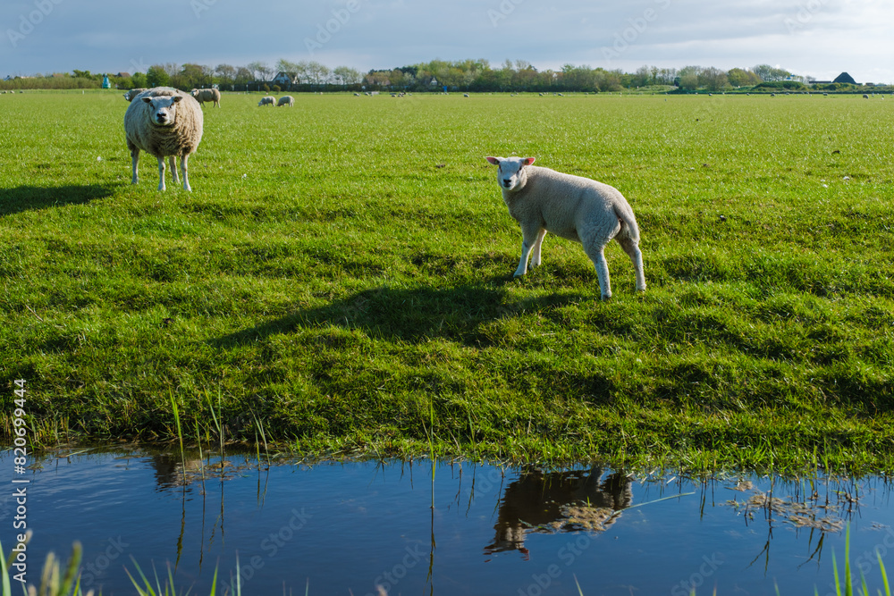 Fototapeta premium Two sheep peacefully standing in a lush grassy field next to a picturesque pond in Texel, Netherlands.