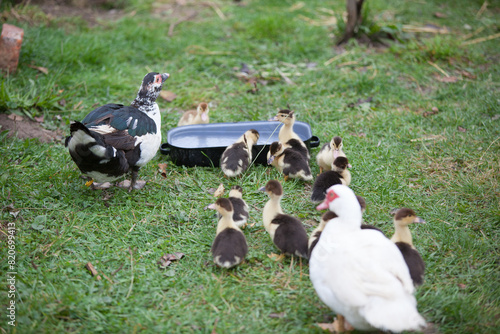  Muscovy duck with little ducklings at cloudy day in autumn