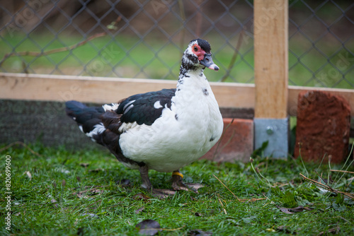  Muscovy duck at cloudy day in autumn