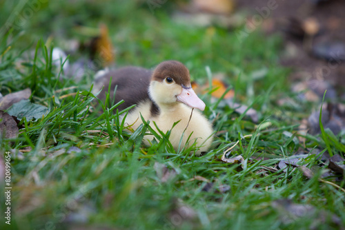   Little duckling of Muscovy duck at cloudy day in autumn