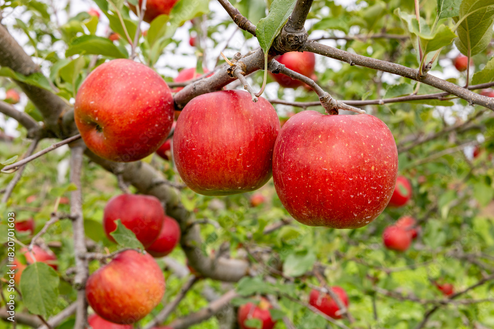 Delicious apples from Japanese orchards that are about to be harvested. Delicious apples from Japanese orchards that are about to be harvested.