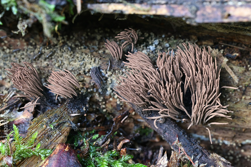 Stemonitis axifera, known as the chocolate tube slime mold, myxomycete from Finland photo