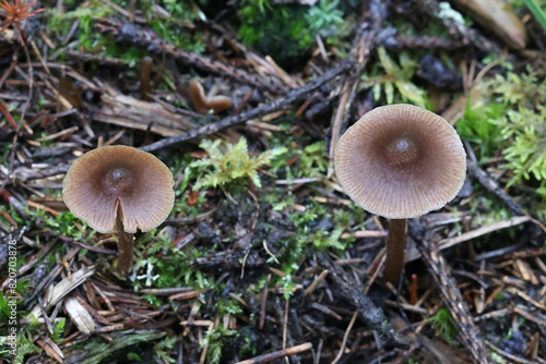Entoloma turbidum, a pinkgill mushroom from Finland, no common English name
