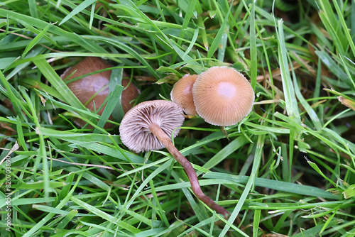 Deconica inquilina, also called Psilocybe inquilina, commonly known as Flecked brownie, wild lawn mushroom from Finland photo