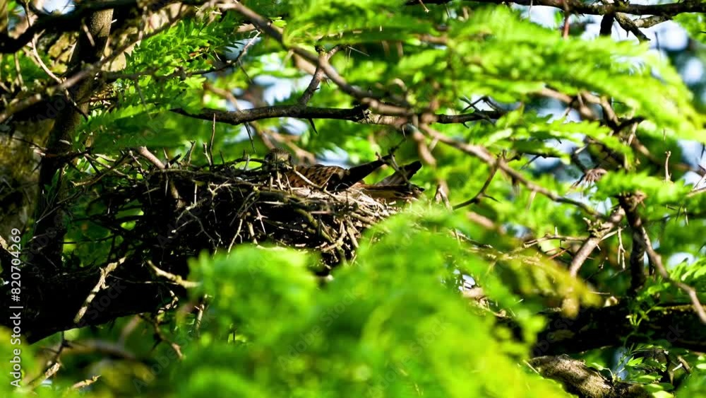 Common Kestrel Falco tinnunculus. The bird is sitting in the nest. Close up. Slow motion. Common Kestrel Falco tinnunculus. The bird is sitting in the nest. Close up. Slow motion.