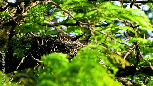 Common Kestrel Falco tinnunculus. The bird is sitting in the nest. Close up. Slow motion. photo