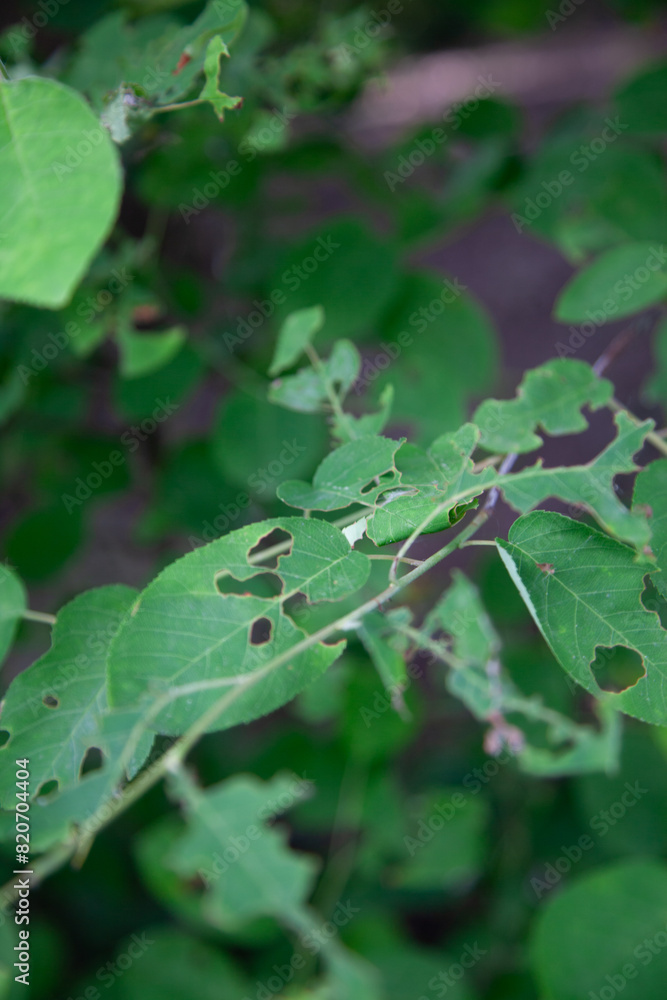 rain drops on leaves rain drops on leaves