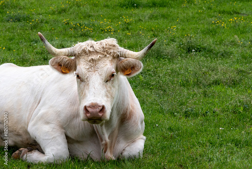 superbe vache laitière de race charolaise avec de belles cornes couchée dans un pré se reposant proche d'issoire dans le puy de dôme par une belle journée de printemps