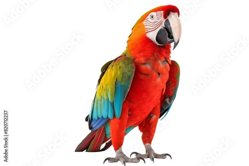 parrot © purich