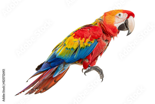 parrot  © purich