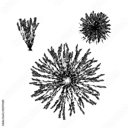 heathers flower hand drawing vector isolated on background.