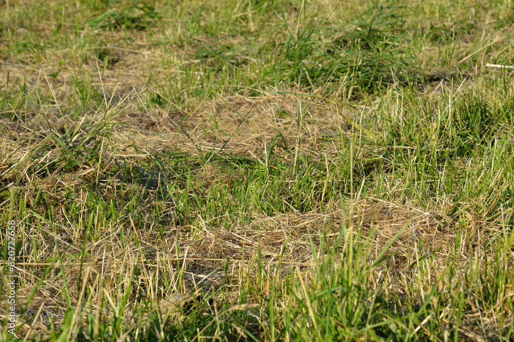 Dried cut grass. Dried cut grass.