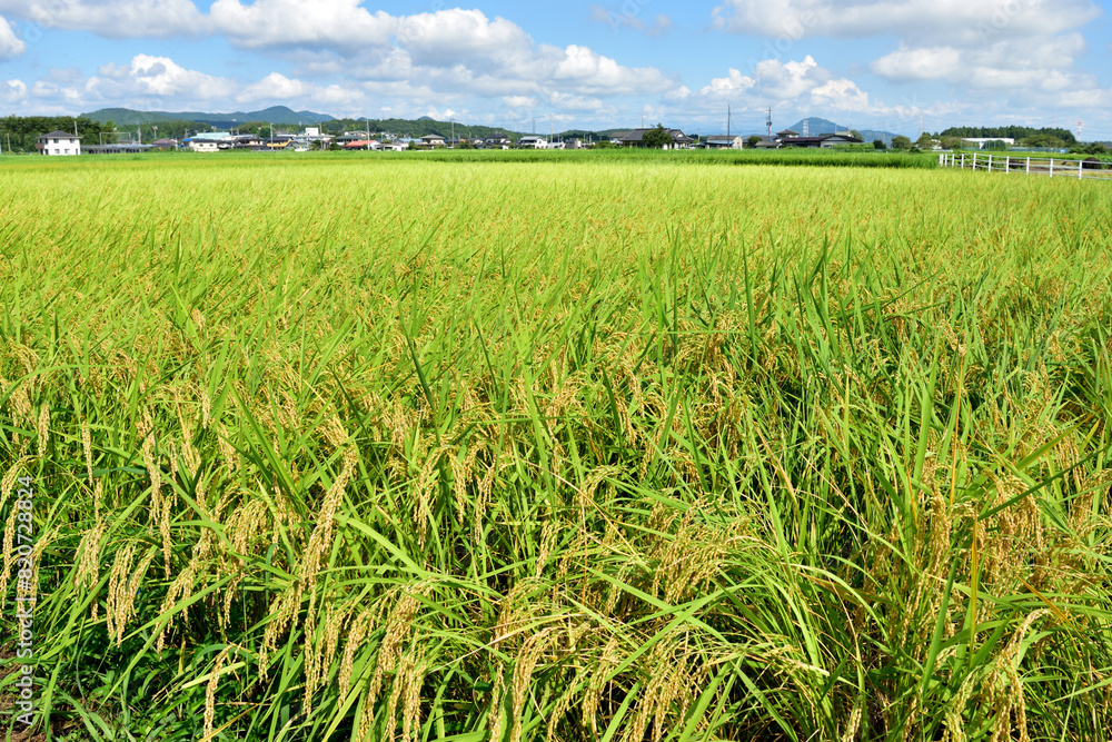 風に揺れる稲穂 風に揺れる稲穂
