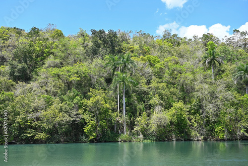 Landscape with impenetrable jungle on the Canimar River, Cuba