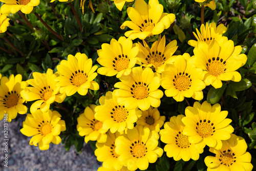 Beautiful gazania flowers blooming brightly in the garden.