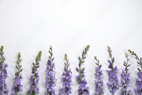 Bunch of annual delphinium isolated on white background. Flat lay. Top view. Space for text. 