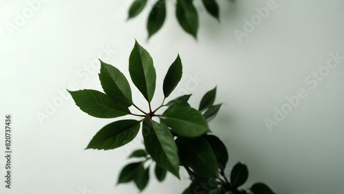 Isolated vector design featuring green leaves on a white backdrop 