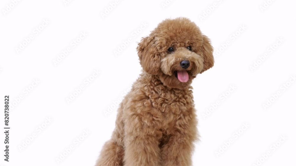 Portrait of brown poodle puppy on white background Portrait of brown poodle puppy on white background