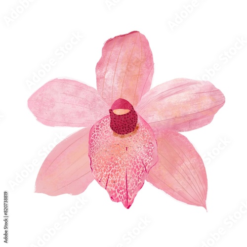 The Painter of flamingo orchid