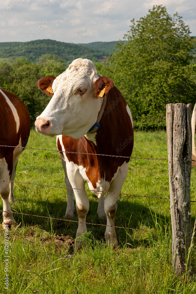 Fototapeta premium cows in the field