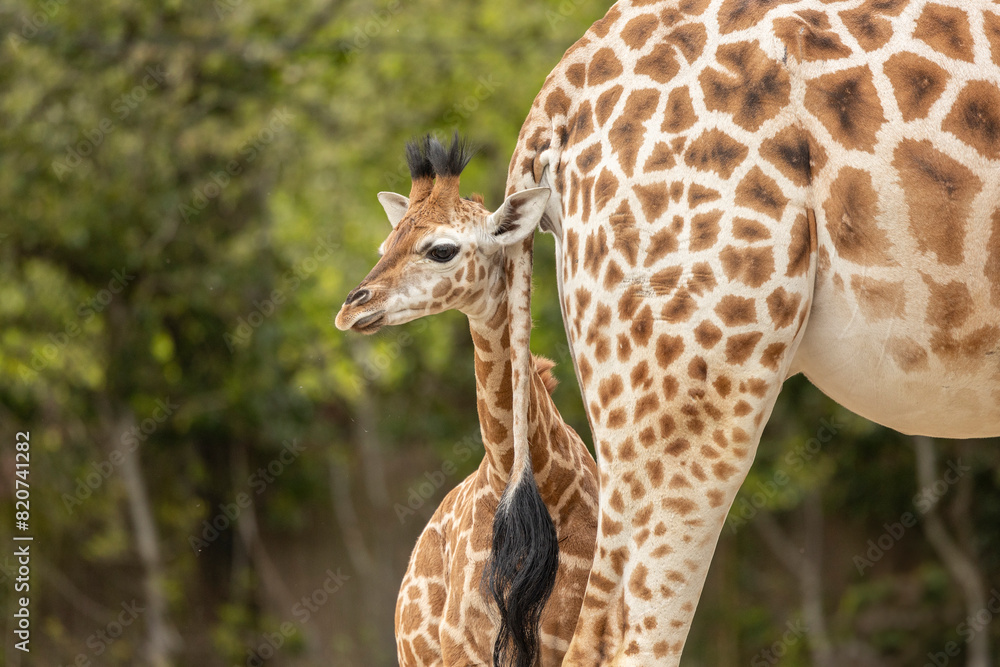 young african giraffe, close to its mother detail of skin pattern, captive animals young african giraffe, close to its mother detail of skin pattern, captive animals