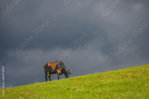 A brown cow on a green grass mountain pasture under a sky with dark rainy clouds.