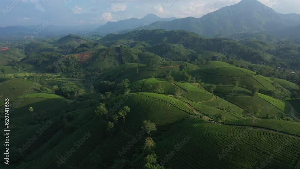 Aerial view of Long Coc tea hill, Vietnam Aerial view of Long Coc tea hill, Vietnam