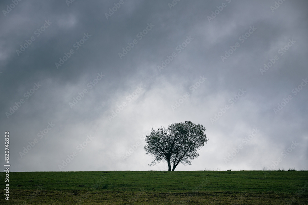 Alone tree on a green grass meadow under the grey stormy cloudy sky. Minimalist landscape. Alone tree on a green grass meadow under the grey stormy cloudy sky. Minimalist landscape.
